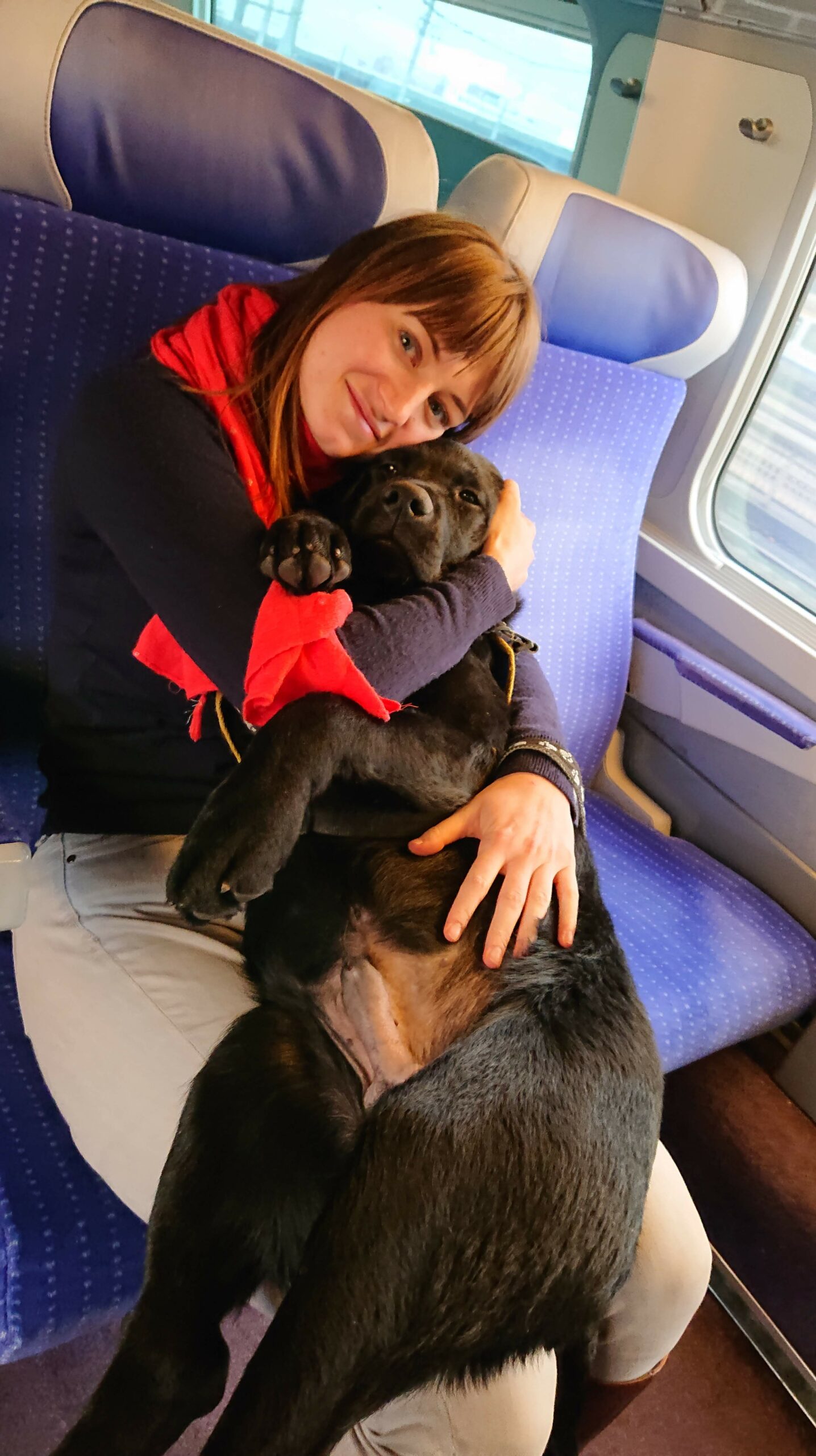 Photo d'Onyl, labrador noir d'à peine 4 mois, sur mes genoux alors que je suis assise dans le TGV