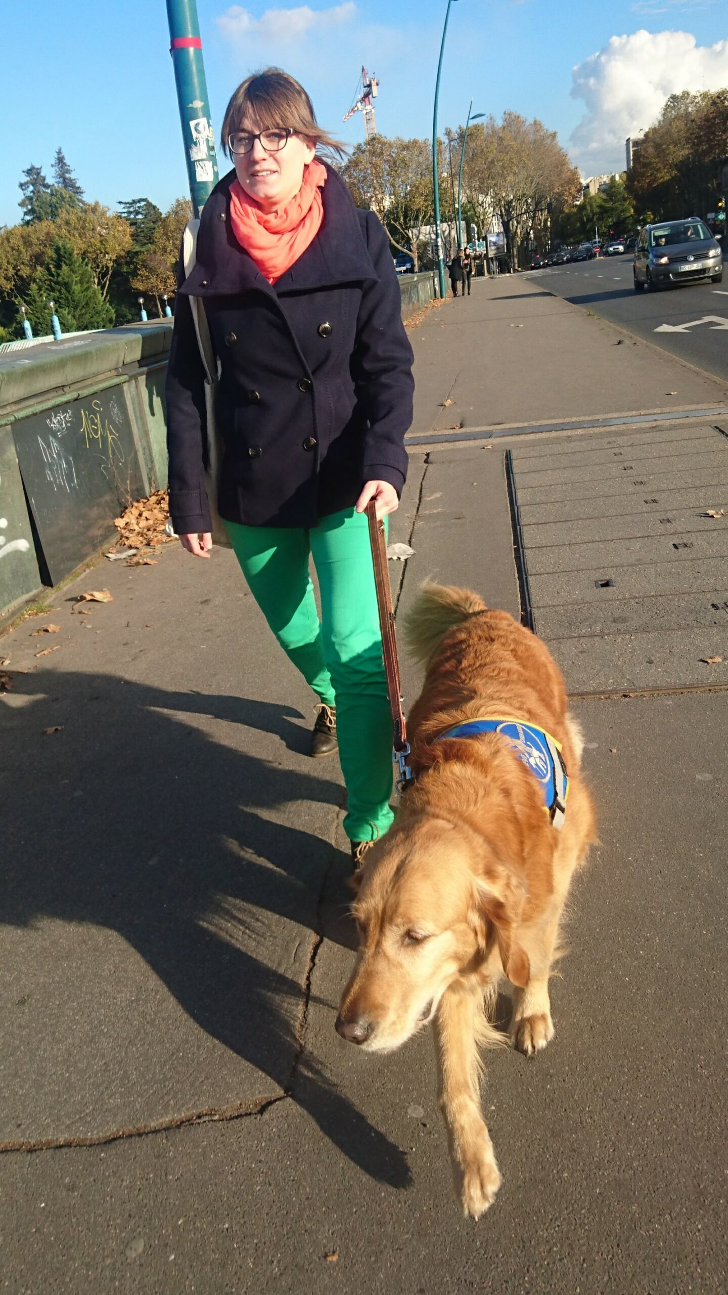 Faun, golden retriever de 7 ans, en train de marcher au bout de la laisse devant moi avec son dossard bleu d'élève chien guide sur le trottoir