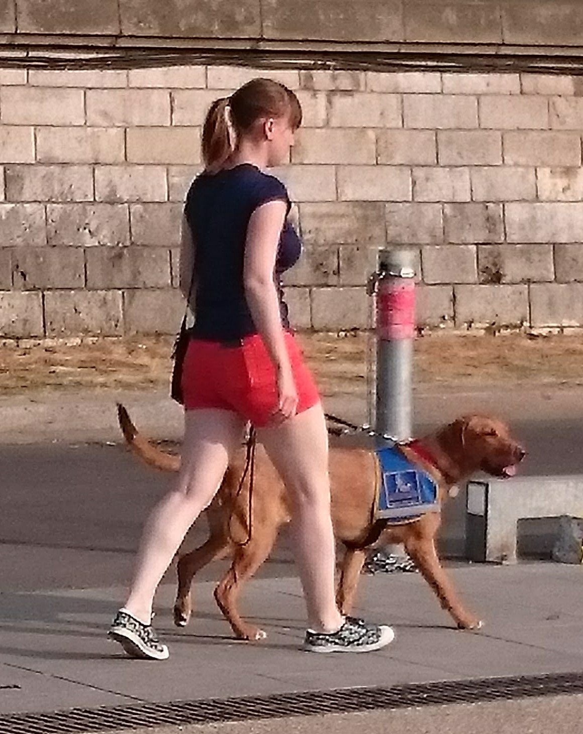 Nollie, labrador sable roux de 7 mois, en train de marcher en laisse devant moi avec son dossard bleu d'élève chien guide, toutes les deux vues de profil