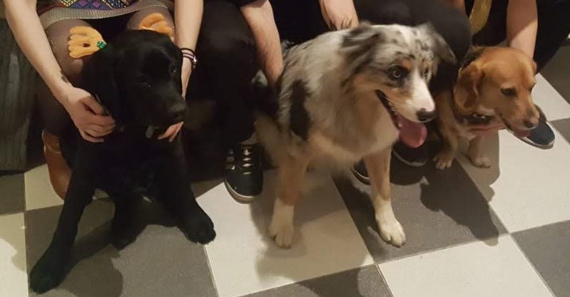 Les 3 chiens de la famille assis avec à gauche Onyl, labrador noir d'à peine 4 mois, au centre Naho, berger australien de plus d'un an, à droite Lucky, croisé beagle de 3 ans
