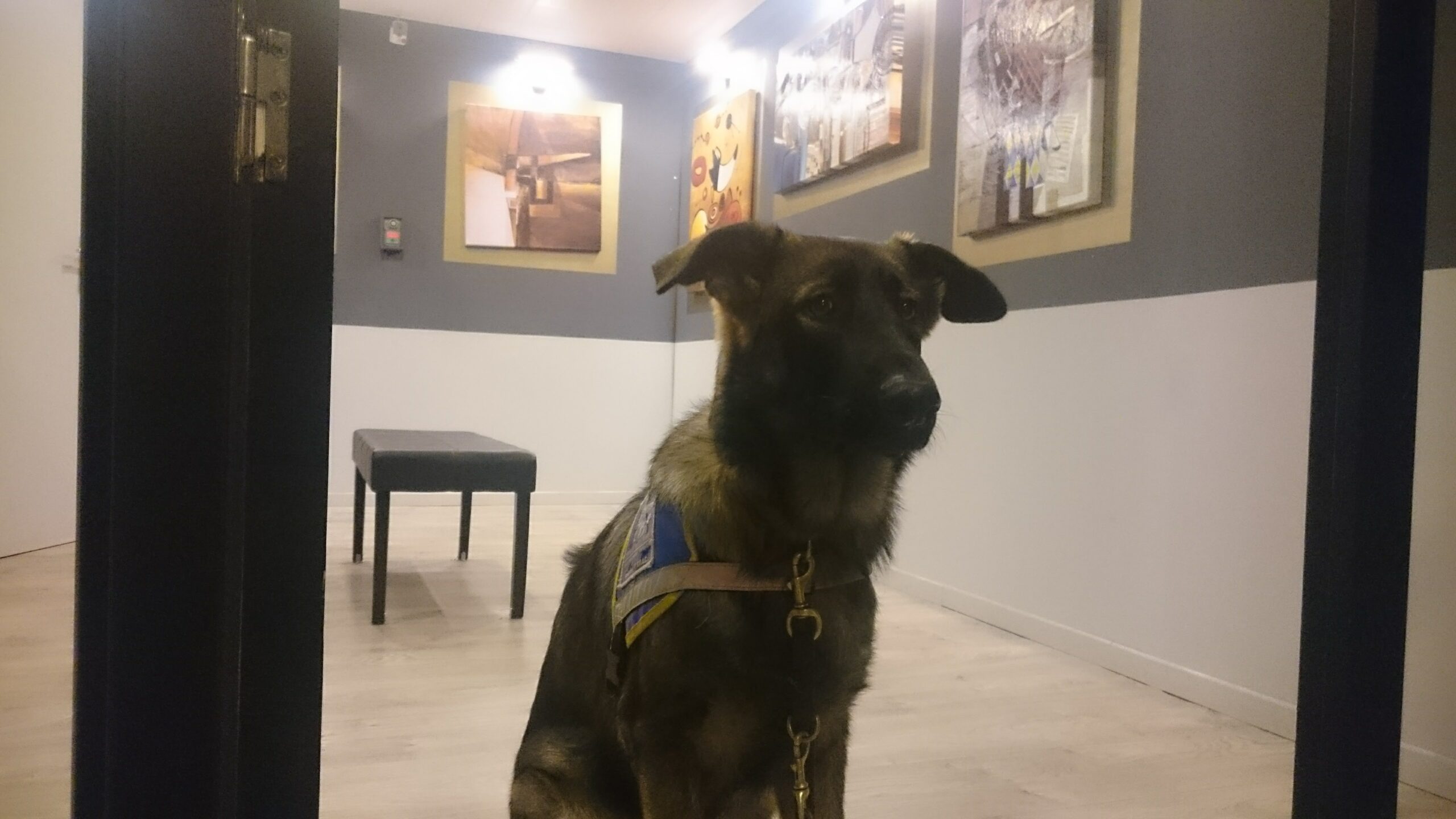 Nox, berger allemand de 7 mois, assis avec son dossard bleu d'élève chien guide dans l'escape game reprenant une salle d'exposition de peintures
