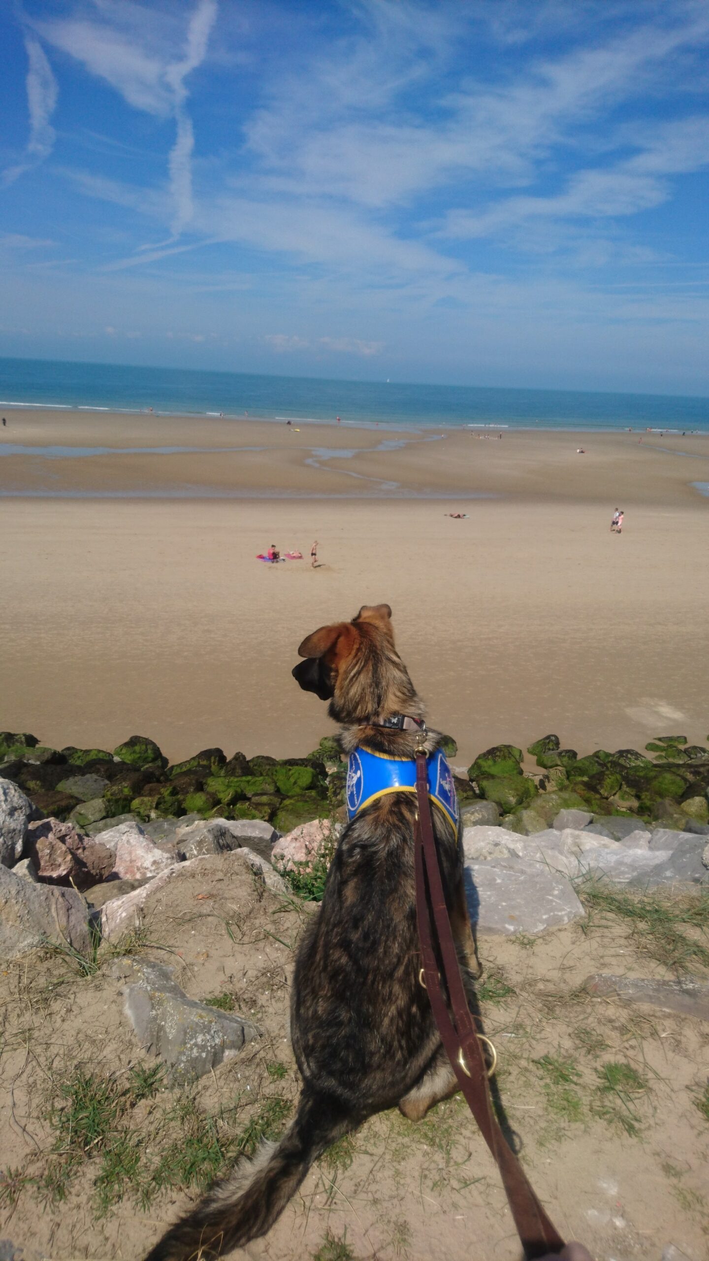 Nox, berger allemand de 7 mois, assis en laisse avec son dossard bleu d'élève chien guide sur le haut des rocher regardant la plage